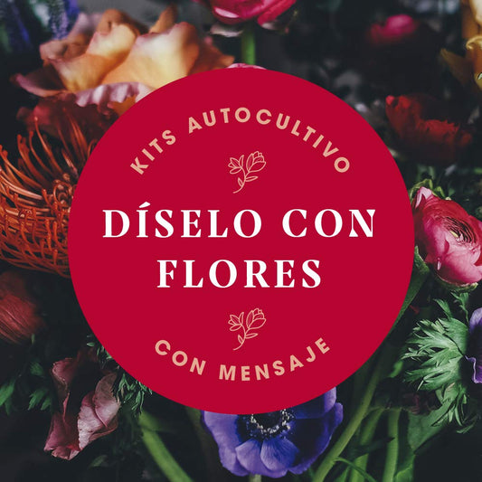Kit “Díselo con flores – Felicidades” – Un ramo que brota desde cero