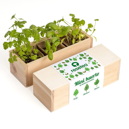 Minihuerto aromático – Cultiva albahaca, menta y más en casa