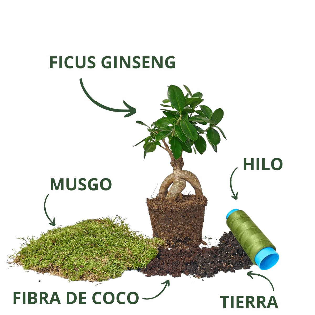 Kokedamas Lucciana Kit - Ficus Ginseng | Kokedama Interior | Bola de Musgo Vivo | Kokedama DIY | Planta Natural | Planta Interior o Planta Exterior | Decoración Hogar | Fácil Cuidado y Mantenimiento