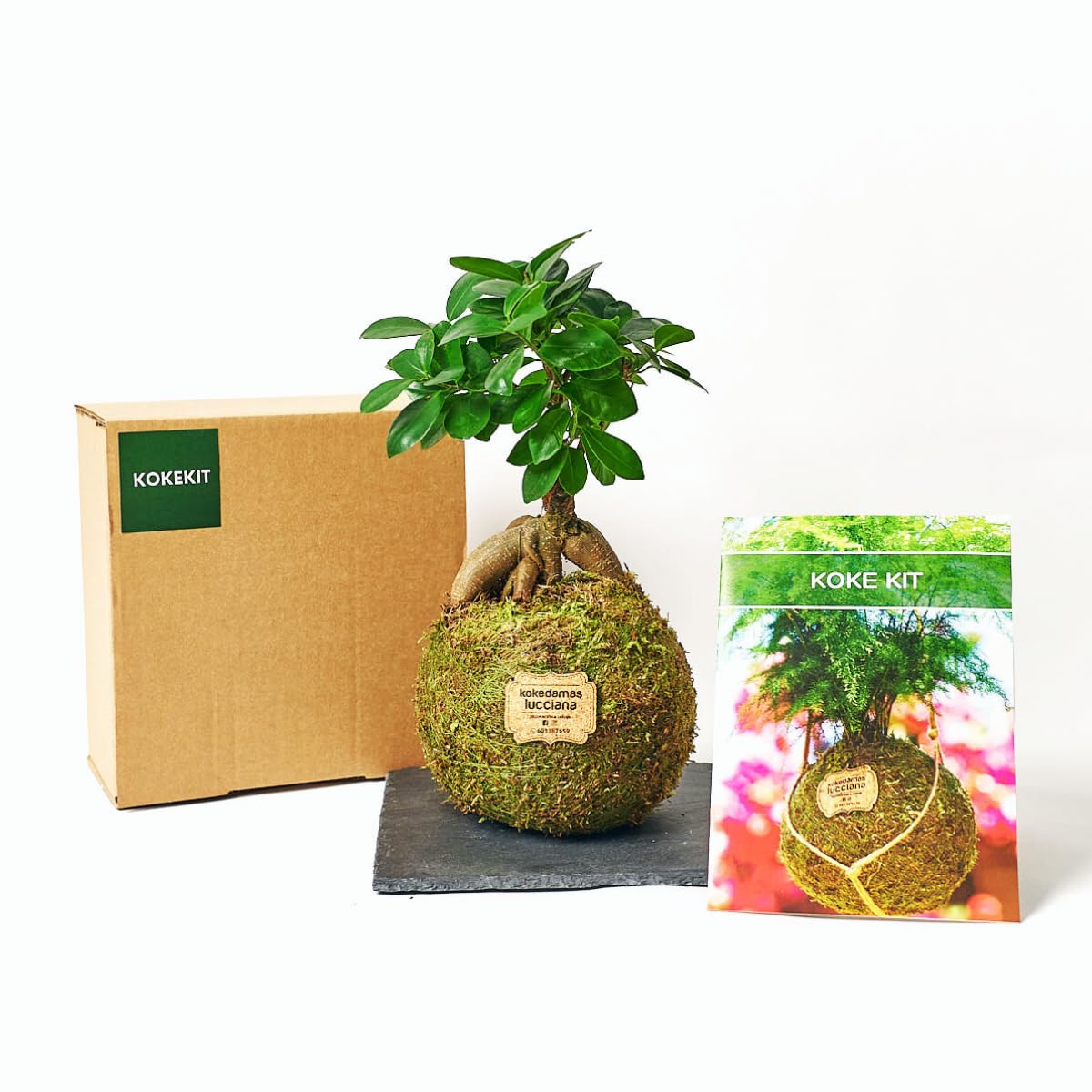 Kokedamas Lucciana Kit - Ficus Ginseng | Kokedama Interior | Bola de Musgo Vivo | Kokedama DIY | Planta Natural | Planta Interior o Planta Exterior | Decoración Hogar | Fácil Cuidado y Mantenimiento