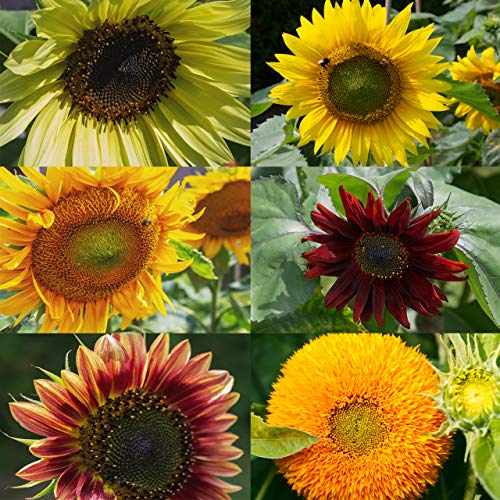 Kit de semillas de girasol: Simiente de girasol de primera calidad con seis bonitas variedades – Set de regalo para el jardín – Flores para abejas – Semillas para plantas de OwnGrown