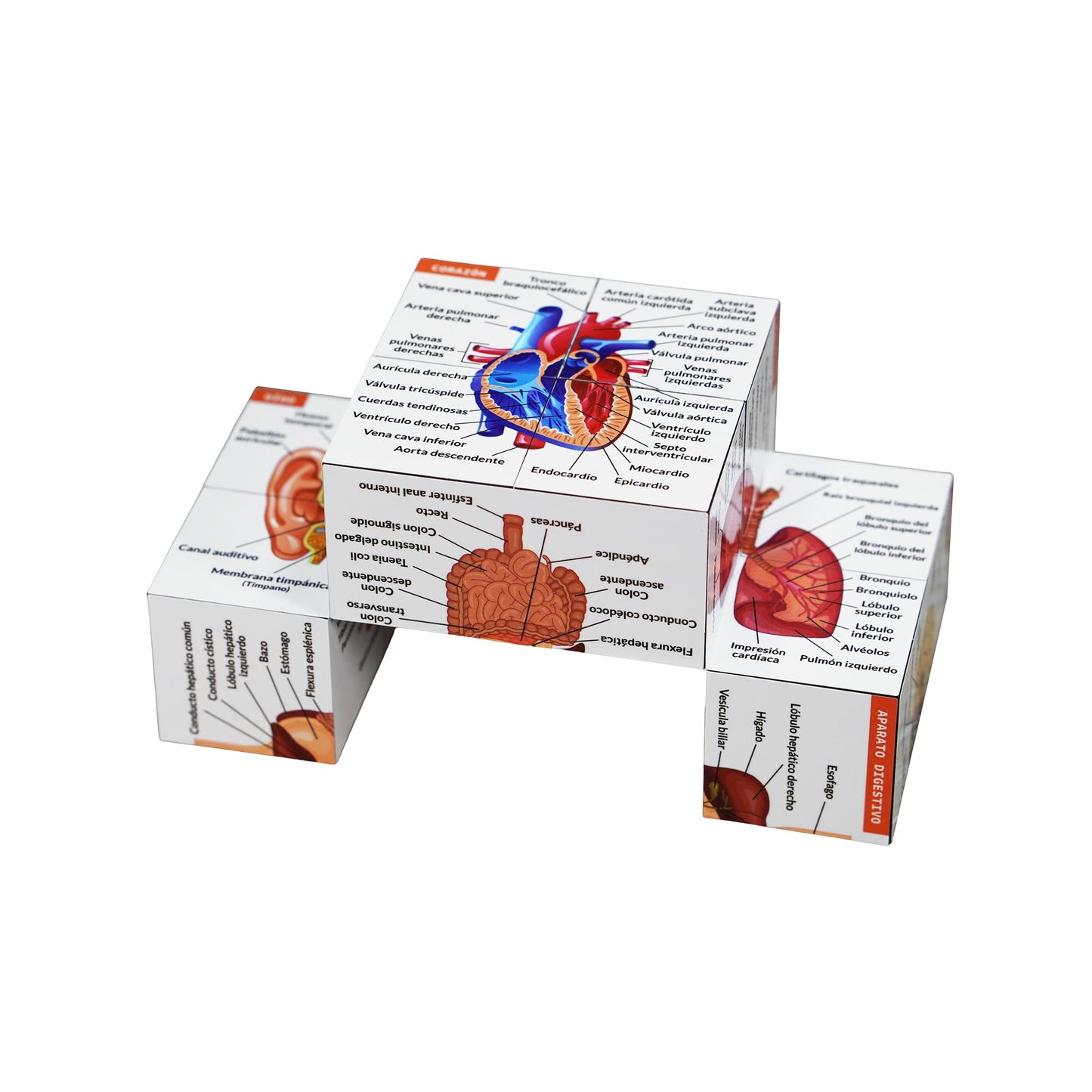 Cubo de Anatomía Humana – El Chuletario Definitivo en tu Mano