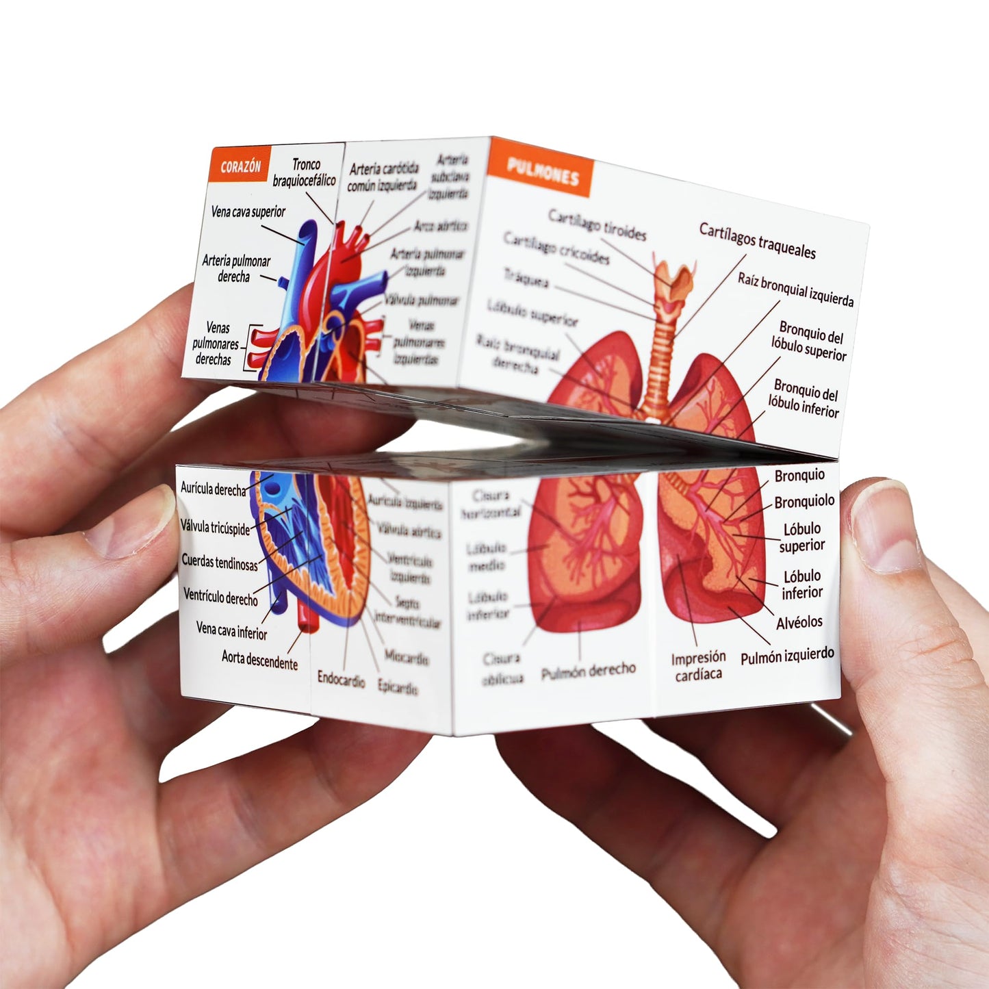 Cubo de Anatomía Humana – El Chuletario Definitivo en tu Mano