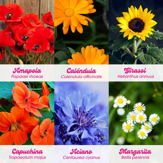 Kit autocultivo Flower Power – Flores para llenar tu casa de vida y color