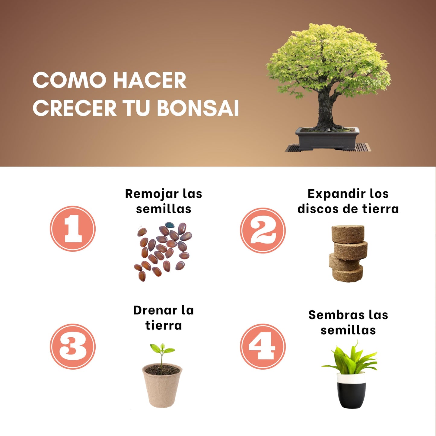 LittlestForest - Kit Bonsai para Principantes - Todo lo que necesitas para cultivar tus propias plantas bonsais naturales interior y exterior. - Semillas y herramientas bonsai