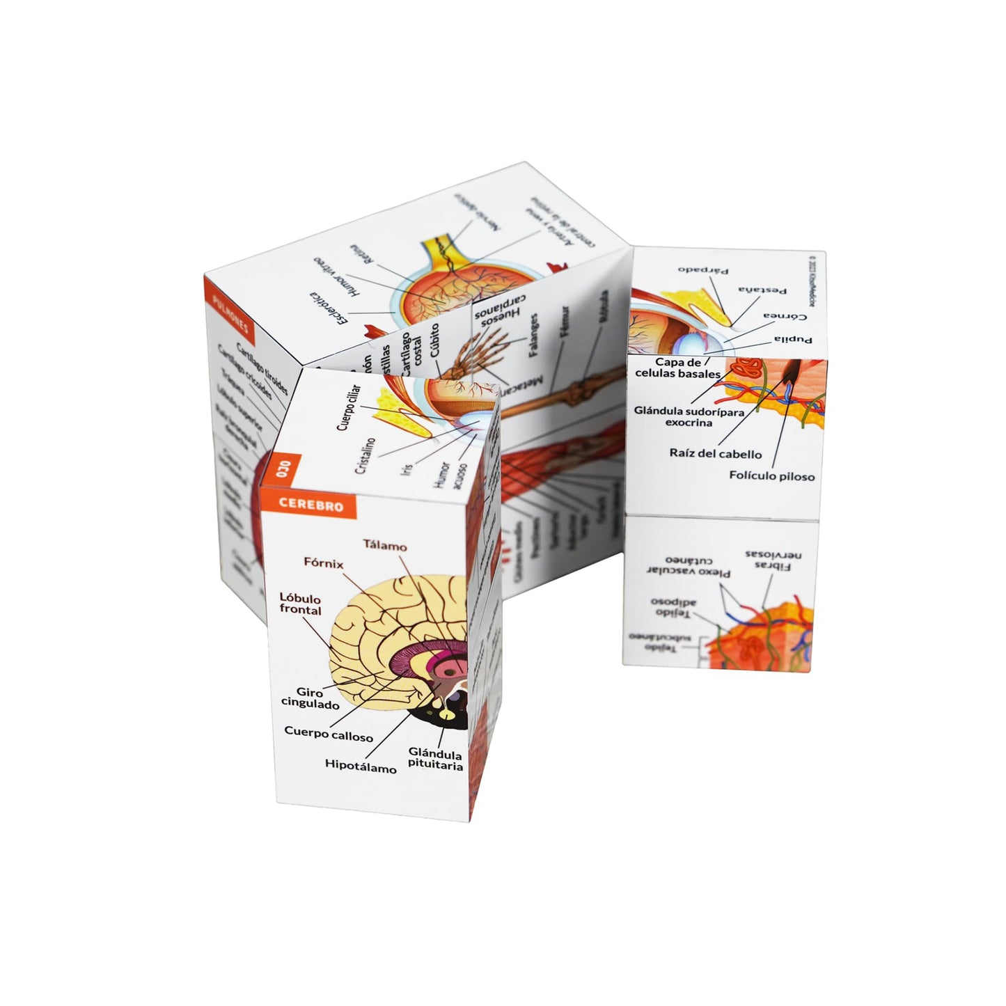 Cubo de Anatomía Humana – El Chuletario Definitivo en tu Mano