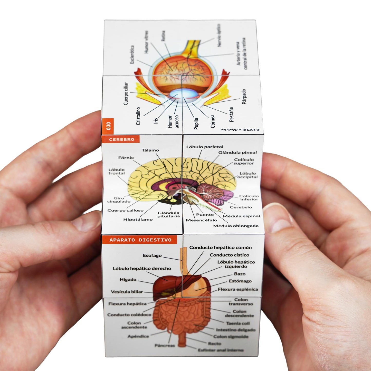 Cubo de Anatomía Humana – El Chuletario Definitivo en tu Mano