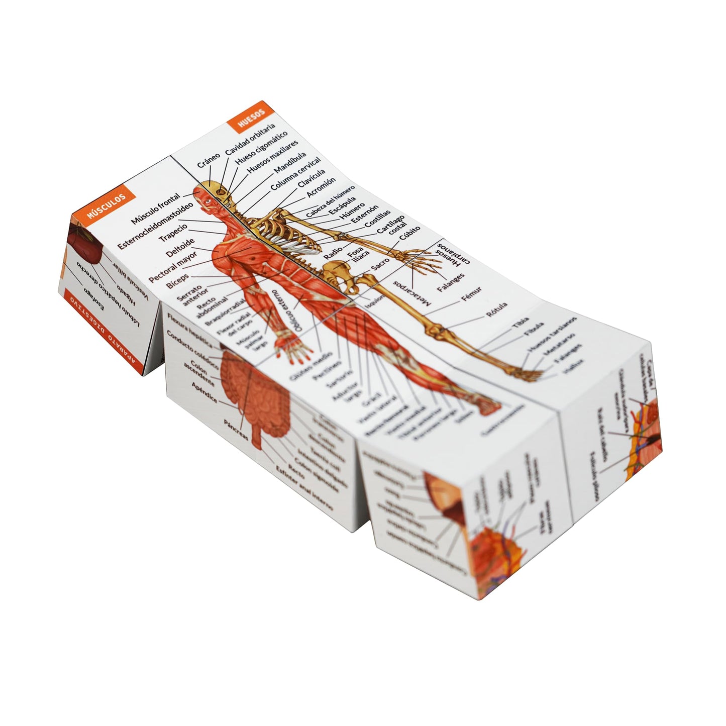 Cubo de Anatomía Humana – El Chuletario Definitivo en tu Mano