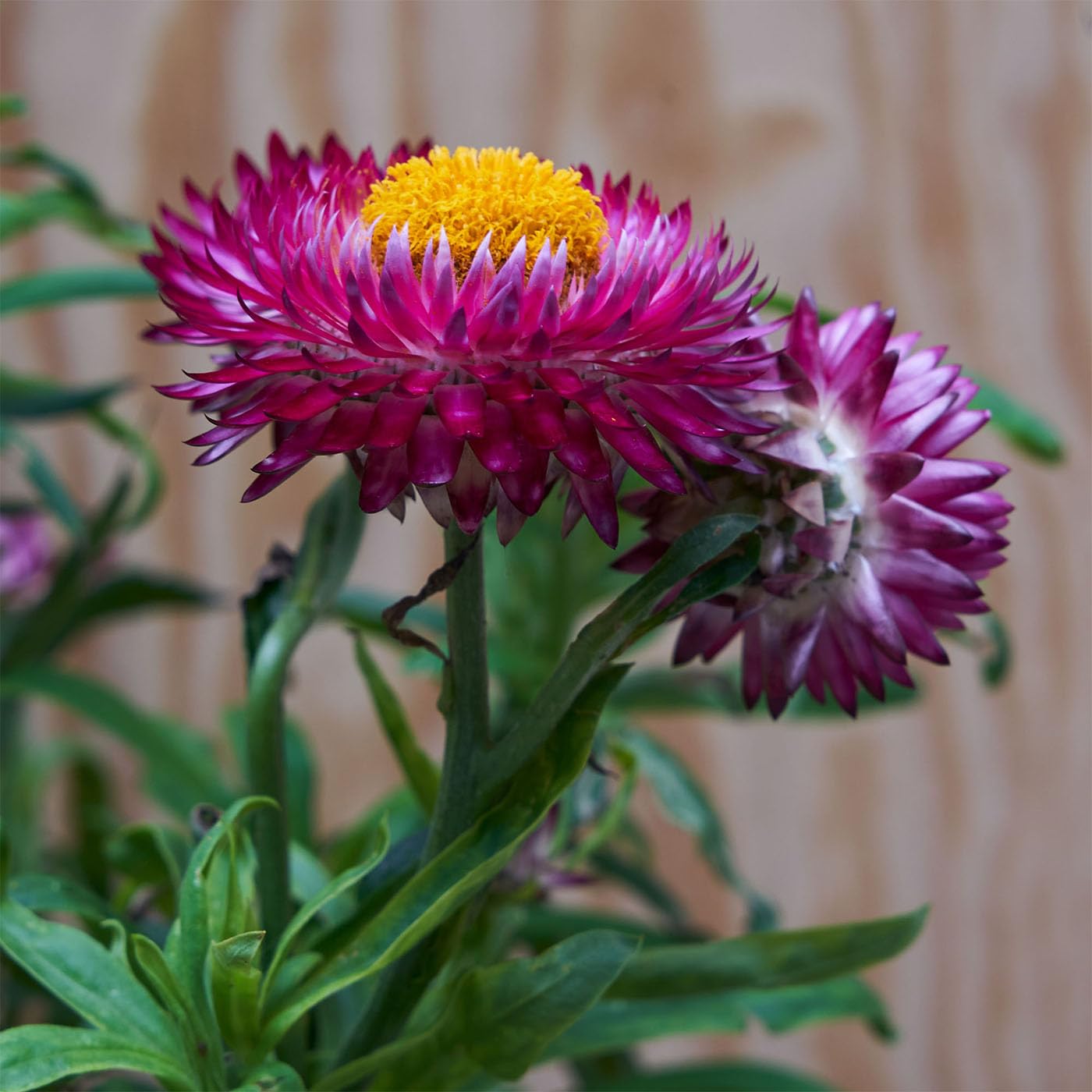 Lápices Plantables Bee Edition – Palabras que florecen y protegen a las abejas