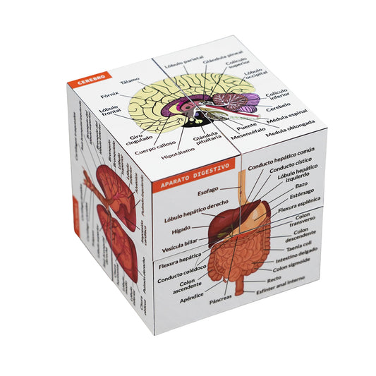 Cubo de Anatomía Humana – El Chuletario Definitivo en tu Mano