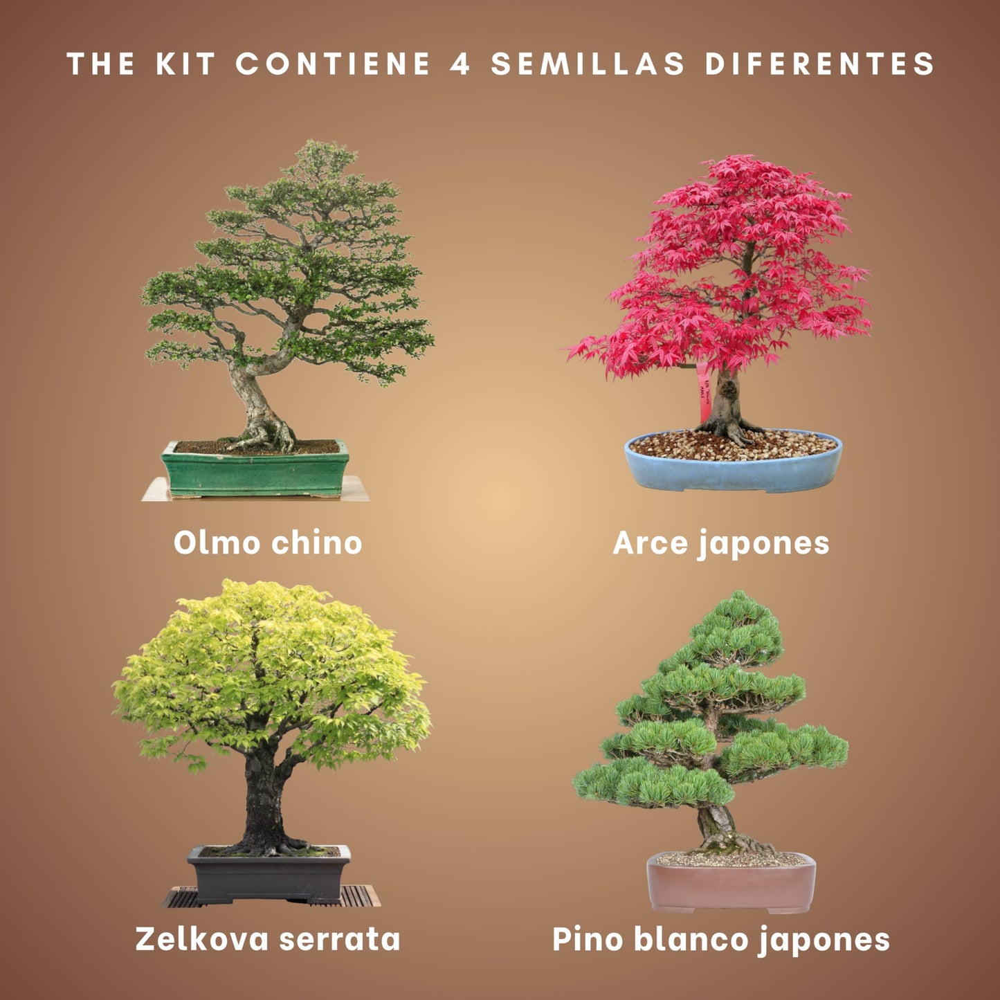 LittlestForest - Kit Bonsai para Principantes - Todo lo que necesitas para cultivar tus propias plantas bonsais naturales interior y exterior. - Semillas y herramientas bonsai