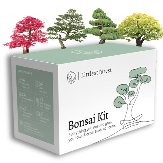 LittlestForest - Kit Bonsai para Principantes - Todo lo que necesitas para cultivar tus propias plantas bonsais naturales interior y exterior. - Semillas y herramientas bonsai