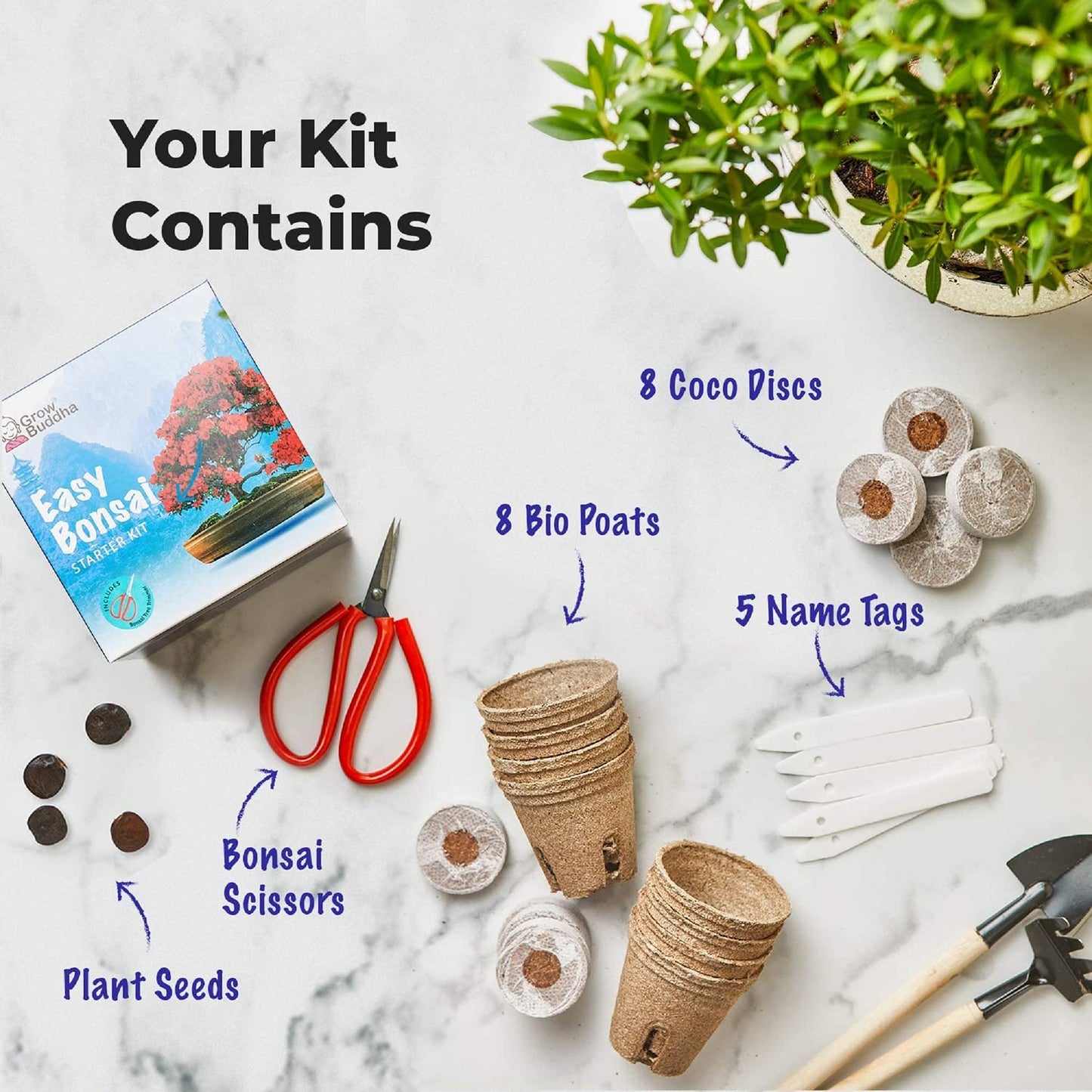 Kit de Árbol Bonsái | Cultiva tus propias 8 hermosas variedades de árboles Bonsái en casa| Kit completo de cultivo - Adecuado para principiantes y expertos - Cultiva plantas de interior