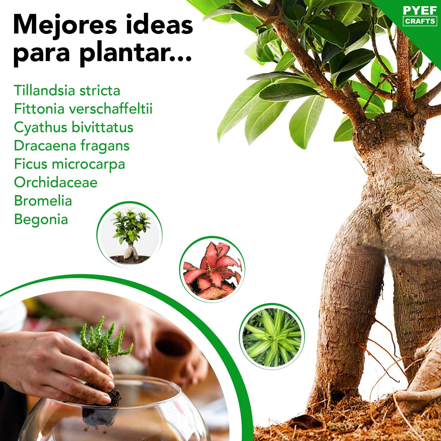 PYEF CRAFTS Kit Terrario Plantas XL - DIY Kit con Frasco Grande Terrario Cristal Plantas - Ecosistema Cerrado Plantas para Jardin Eterno - Terrario Plantas Ecosistema - Sin Planta (Kit con Frasco 4L)