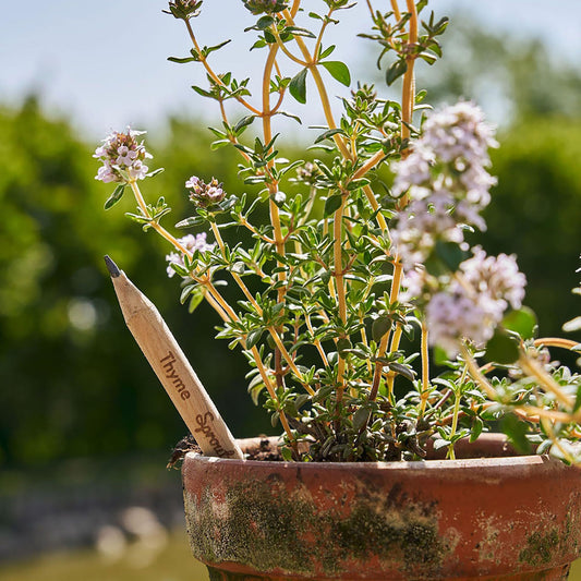 Lápices Plantables Mindful Edition – Escribir con calma, cultivar vida