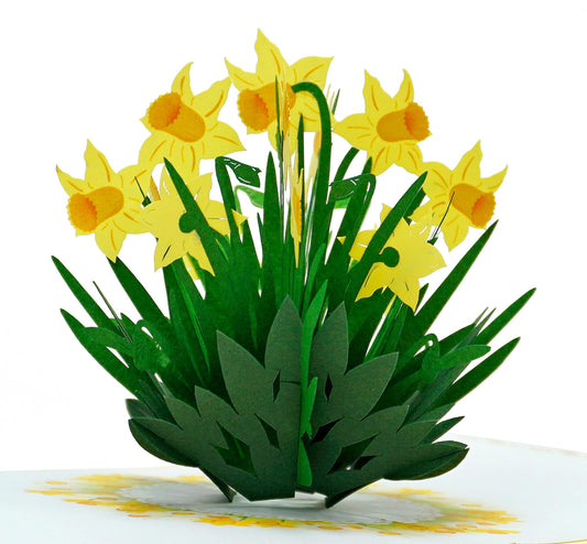 CUTPOPUP Narciso - 3D Tarjeta Cumpleaños, Tarjetas Dia de La Madre, Regalos Originales Para Mujer, Regalos Para Mujer (Daffodil ES) US8-FL056ES