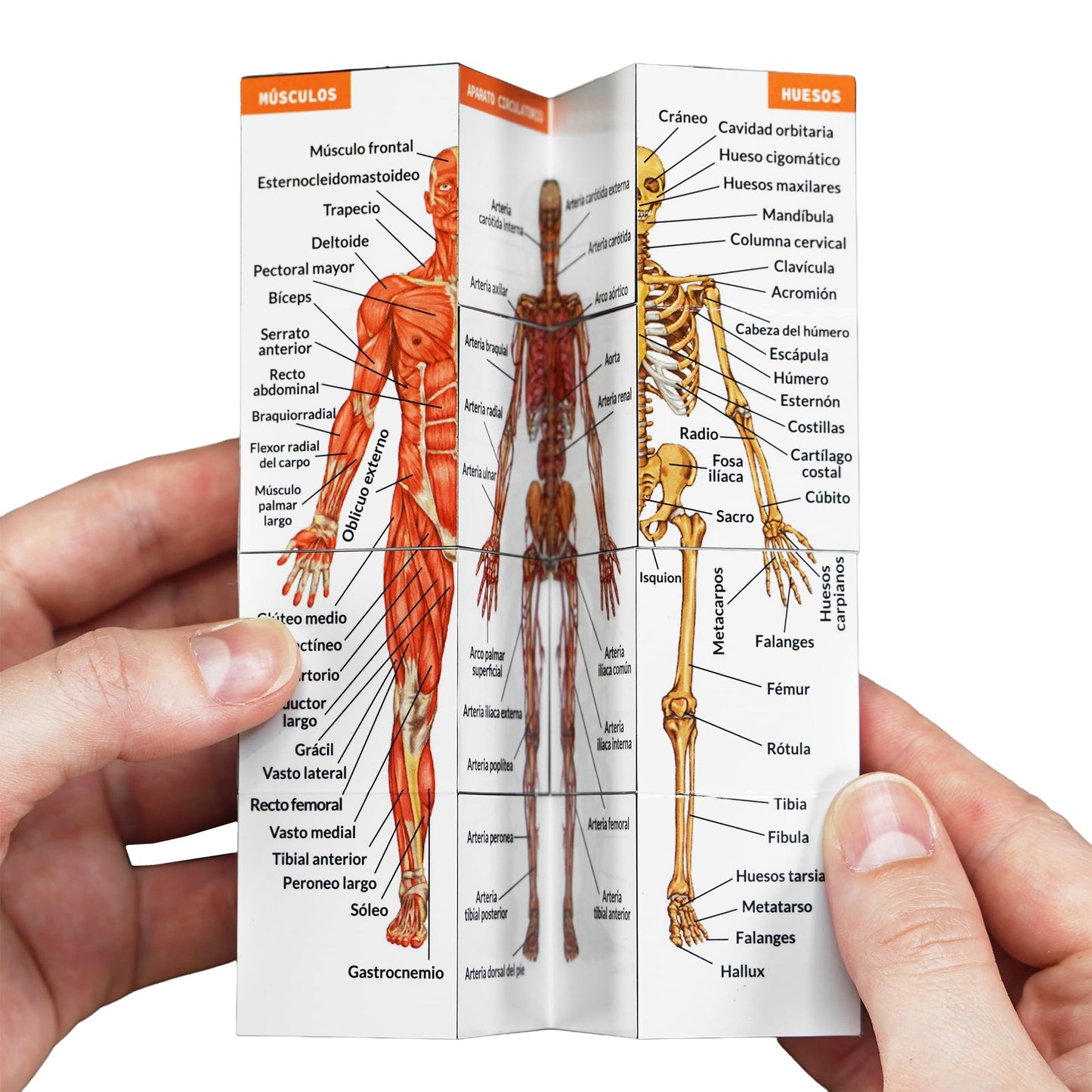 Cubo de Anatomía Humana – El Chuletario Definitivo en tu Mano