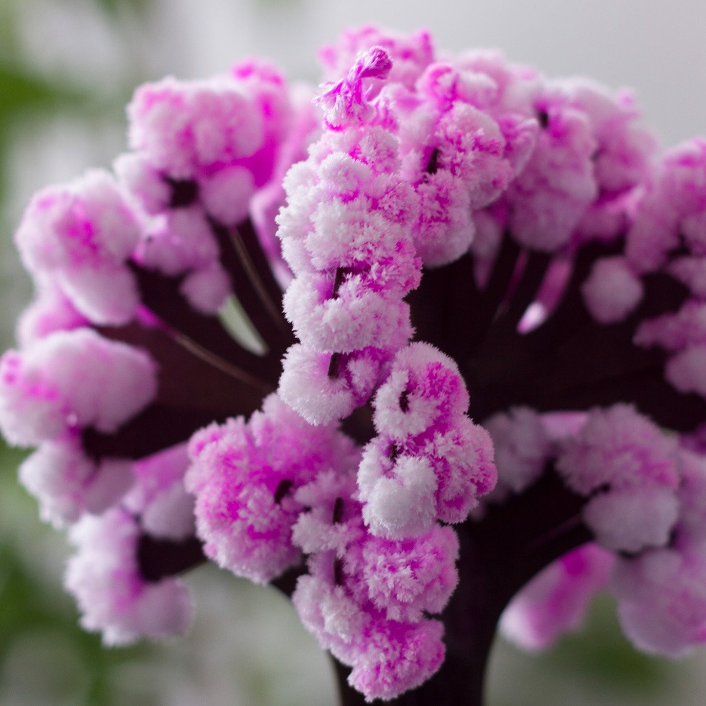 Thumbs Up! Magic Sakura El Asombroso árbol en Miniatura, Rosa, Plástico, para Navidad